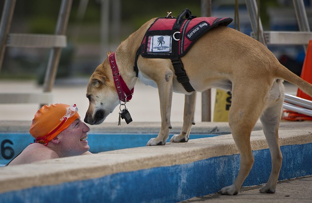 služební pes a plavec